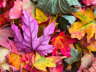 Herbst