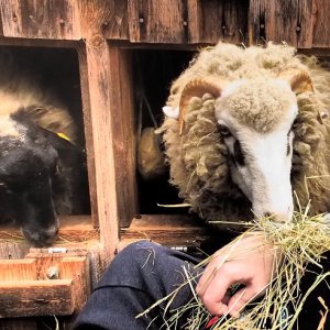 WS 2 besucht den Auhof und die Jugendfarm in Erlangen